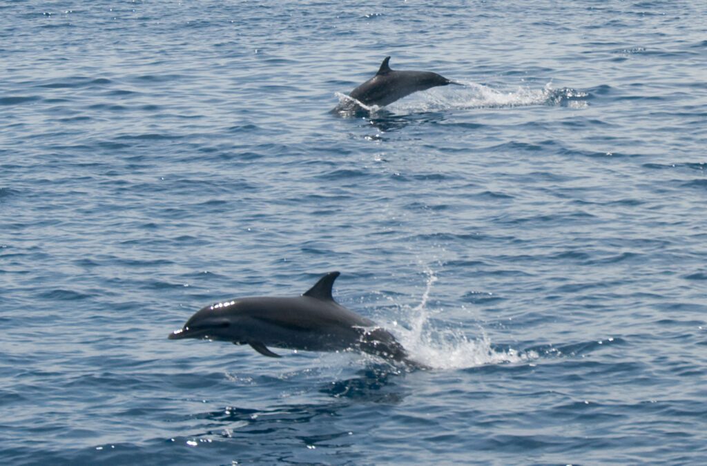 Dolphins swimming in the Outer Banks sound