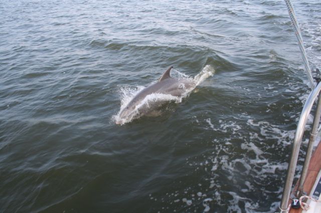 Captains, naturalists, and dolphin people
